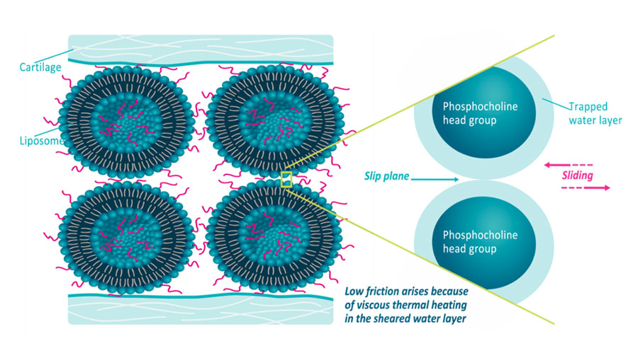 liposphere news image