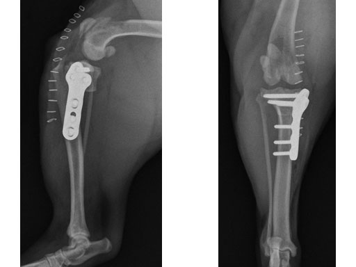 TPLO3-5mmSmallStature_4