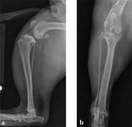 TPLO3-5mmSmallStature_Fig1ab