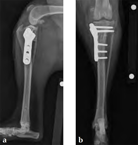 TPLO3-5mmSmallStature_Fig4ab