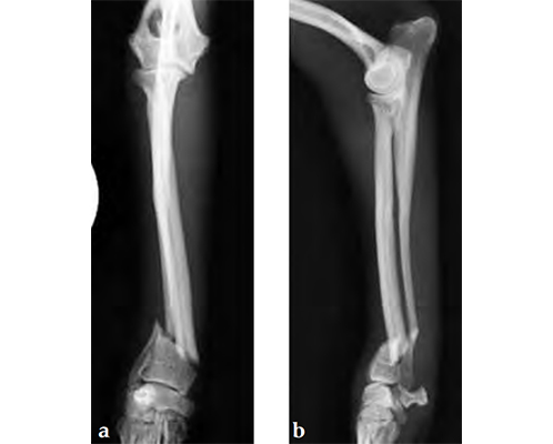VetLCPNotchedHeadT-Plate_Fig2ab