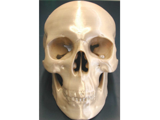 34-sterile-artificial-skull-01