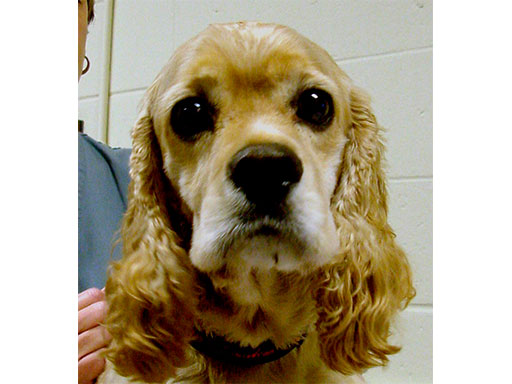 LockReconMiniPlate_fig8