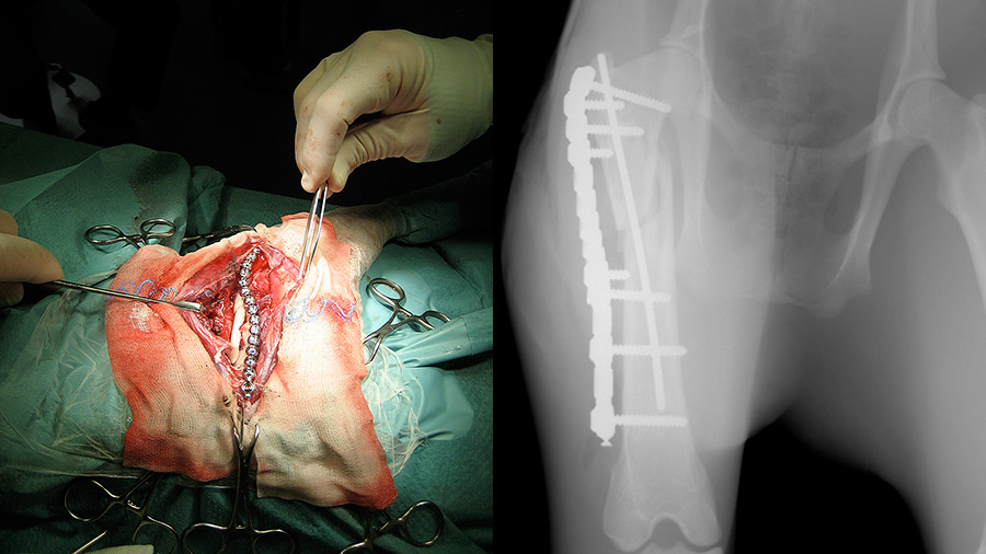 Ilka Jupp and pudu op