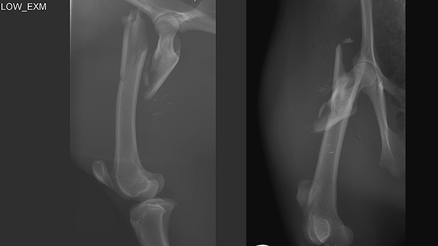 Pudu x-ray