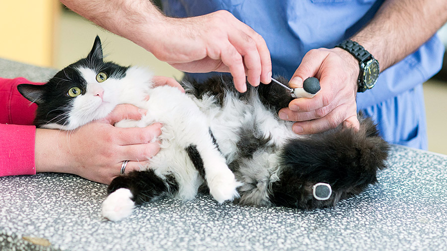 Cat Pooh Vladimir Zlatinov