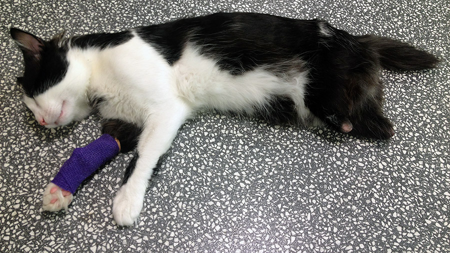 Cat Pooh Vladimir Zlatinov