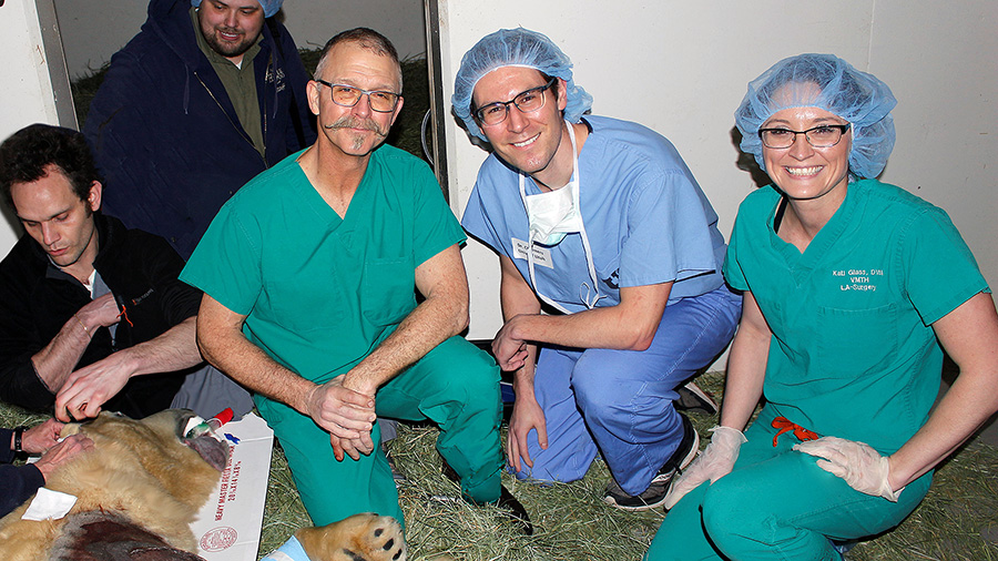 Polar bear post-op team
