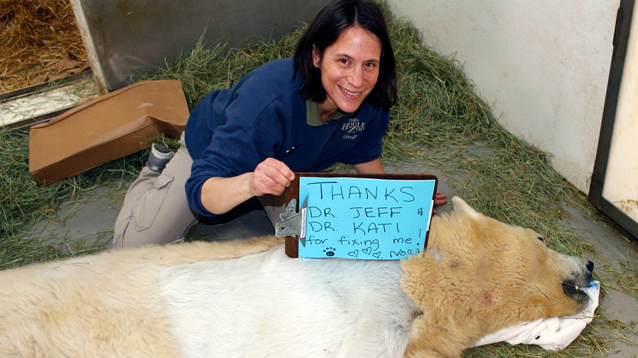 Polar bear post-op